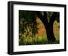 Common Poppies Flowering, Huesca Province, Aragon Region, Spain-Inaki Relanzon-Framed Photographic Print