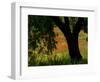 Common Poppies Flowering, Huesca Province, Aragon Region, Spain-Inaki Relanzon-Framed Photographic Print