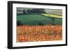 Common Poppies in Farming Landscape-Anthony Harrison-Framed Photographic Print