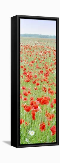 Common Poppies in Meadow-null-Framed Stretched Canvas