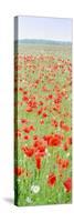 Common Poppies in Meadow-null-Stretched Canvas