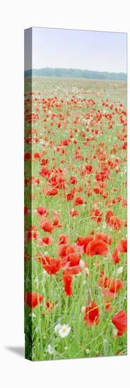 Common Poppies in Meadow-null-Stretched Canvas