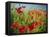 Common Poppies Near Peterborough, Cambridgeshire, England, United Kingdom, Europe-Lee Frost-Framed Stretched Canvas