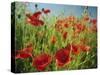 Common Poppies Near Peterborough, Cambridgeshire, England, United Kingdom, Europe-Lee Frost-Stretched Canvas