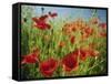 Common Poppies Near Peterborough, Cambridgeshire, England, United Kingdom, Europe-Lee Frost-Framed Stretched Canvas