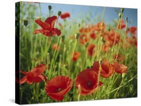 Common Poppies Near Peterborough, Cambridgeshire, England, United Kingdom, Europe-Lee Frost-Stretched Canvas