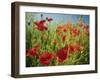 Common Poppies Near Peterborough, Cambridgeshire, England, United Kingdom, Europe-Lee Frost-Framed Photographic Print