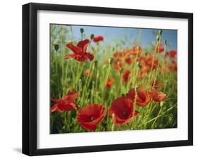 Common Poppies Near Peterborough, Cambridgeshire, England, United Kingdom, Europe-Lee Frost-Framed Photographic Print