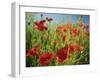 Common Poppies Near Peterborough, Cambridgeshire, England, United Kingdom, Europe-Lee Frost-Framed Photographic Print