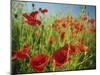 Common Poppies Near Peterborough, Cambridgeshire, England, United Kingdom, Europe-Lee Frost-Mounted Photographic Print