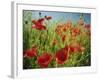 Common Poppies Near Peterborough, Cambridgeshire, England, United Kingdom, Europe-Lee Frost-Framed Photographic Print