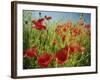 Common Poppies Near Peterborough, Cambridgeshire, England, United Kingdom, Europe-Lee Frost-Framed Photographic Print