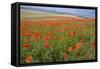Common Poppies on the Berkshire Downs-null-Framed Stretched Canvas