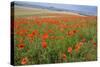 Common Poppies on the Berkshire Downs-null-Stretched Canvas