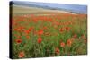 Common Poppies on the Berkshire Downs-null-Stretched Canvas