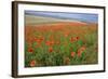 Common Poppies on the Berkshire Downs-null-Framed Photographic Print