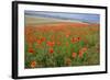 Common Poppies on the Berkshire Downs-null-Framed Photographic Print