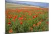 Common Poppies on the Berkshire Downs-null-Mounted Photographic Print