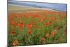 Common Poppies on the Berkshire Downs-null-Mounted Photographic Print