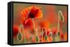 Common Poppies (Papaver Rhoeas) Backlit In Evening Light, Polly - Porth Joke, Pentire-Ross Hoddinott-Framed Stretched Canvas