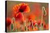 Common Poppies (Papaver Rhoeas) Backlit In Evening Light, Polly - Porth Joke, Pentire-Ross Hoddinott-Stretched Canvas