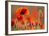 Common Poppies (Papaver Rhoeas) Backlit In Evening Light, Polly - Porth Joke, Pentire-Ross Hoddinott-Framed Photographic Print