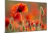 Common Poppies (Papaver Rhoeas) Backlit In Evening Light, Polly - Porth Joke, Pentire-Ross Hoddinott-Mounted Photographic Print