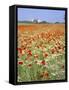 Common Poppies (Papaver Rhoeas) in Field, Northumbria, England, United Kingdom-Neale Clarke-Framed Stretched Canvas