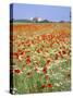 Common Poppies (Papaver Rhoeas) in Field, Northumbria, England, United Kingdom-Neale Clarke-Stretched Canvas