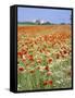 Common Poppies (Papaver Rhoeas) in Field, Northumbria, England, United Kingdom-Neale Clarke-Framed Stretched Canvas