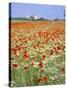 Common Poppies (Papaver Rhoeas) in Field, Northumbria, England, United Kingdom-Neale Clarke-Stretched Canvas