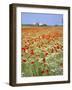 Common Poppies (Papaver Rhoeas) in Field, Northumbria, England, United Kingdom-Neale Clarke-Framed Photographic Print