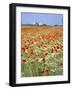 Common Poppies (Papaver Rhoeas) in Field, Northumbria, England, United Kingdom-Neale Clarke-Framed Photographic Print