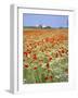 Common Poppies (Papaver Rhoeas) in Field, Northumbria, England, United Kingdom-Neale Clarke-Framed Photographic Print