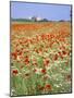 Common Poppies (Papaver Rhoeas) in Field, Northumbria, England, United Kingdom-Neale Clarke-Mounted Photographic Print