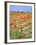 Common Poppies (Papaver Rhoeas) in Field, Northumbria, England, United Kingdom-Neale Clarke-Framed Photographic Print