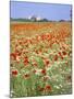Common Poppies (Papaver Rhoeas) in Field, Northumbria, England, United Kingdom-Neale Clarke-Mounted Photographic Print