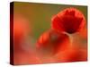 Common Poppy Flower, Cornwall, UK-Ross Hoddinott-Stretched Canvas