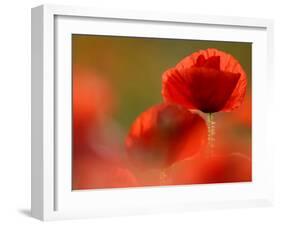 Common Poppy Flower, Cornwall, UK-Ross Hoddinott-Framed Photographic Print