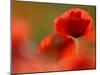 Common Poppy Flower, Cornwall, UK-Ross Hoddinott-Mounted Photographic Print