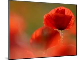 Common Poppy Flower, Cornwall, UK-Ross Hoddinott-Mounted Photographic Print