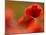 Common Poppy Flower, Cornwall, UK-Ross Hoddinott-Mounted Photographic Print