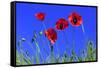 Common Poppy Flowering Against a Blue Sky-null-Framed Stretched Canvas