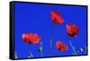 Common Poppy Flowering Against a Blue Sky-null-Framed Stretched Canvas