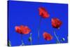 Common Poppy Flowering Against a Blue Sky-null-Stretched Canvas