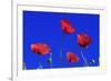 Common Poppy Flowering Against a Blue Sky-null-Framed Photographic Print