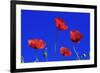 Common Poppy Flowering Against a Blue Sky-null-Framed Photographic Print