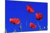 Common Poppy Flowering Against a Blue Sky-null-Mounted Photographic Print