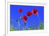 Common Poppy Flowering Against a Blue Sky-null-Framed Photographic Print