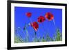 Common Poppy Flowering Against a Blue Sky-null-Framed Photographic Print